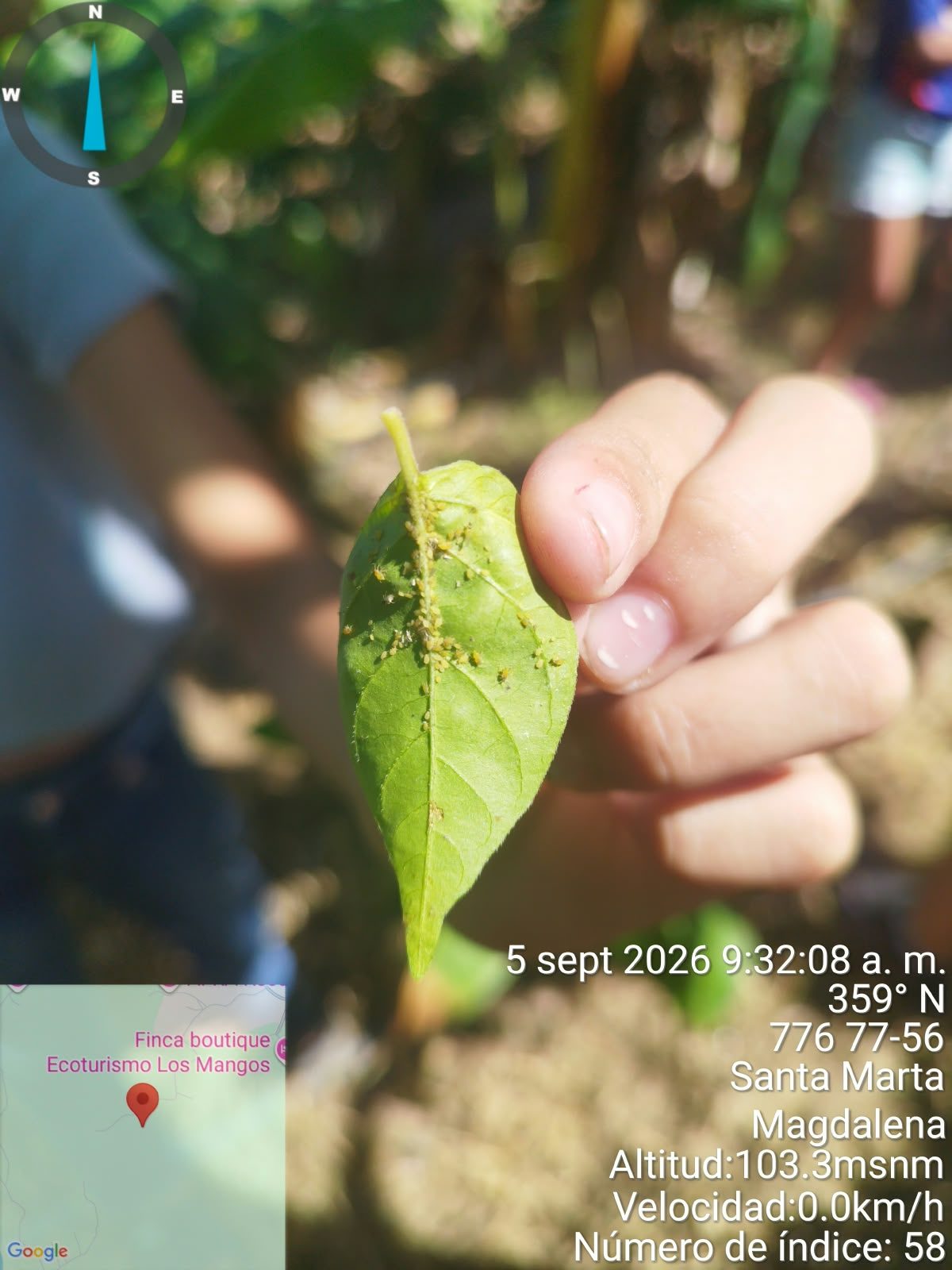 Participante mostrando una hoja afectada por una plaga durante el recorrido técnico