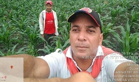 Técnico de AGRODASIN en visita de campo a cultivo de maíz en Morroa, Sucre, con coordenadas GPS de la visita
